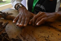 De la hoja al puro: el arte que se construye con las manos